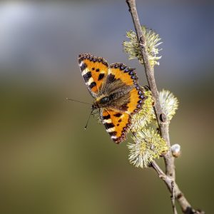 butterfly, tortoiseshell, bug-8414028.jpg